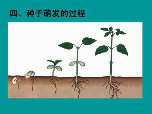 种子发育的过程（种子发育的过程生物）-图2