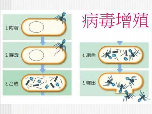 病毒脱壳过程（病毒脱壳过程中）-图3