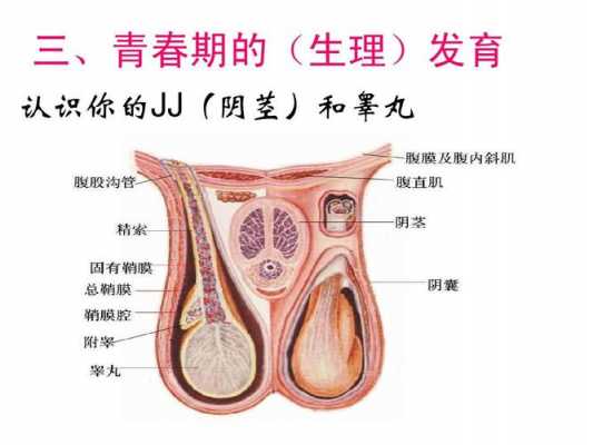 男人的JJ变化过程的简单介绍-图2