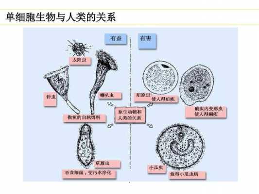 单细胞的进化过程（单细胞生物进化历程）-图3