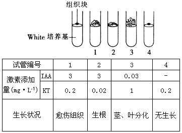 烟草愈伤组织过程（烟草愈伤组织过程图片）-图3