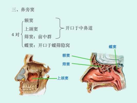 蝶窦发育过程（蝶窦扩大的原因）-图1