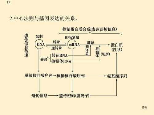 基因表达过程是（基因表达过程是什么）-图2