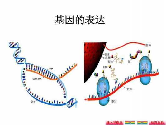 基因表达过程是（基因表达过程是什么）-图1