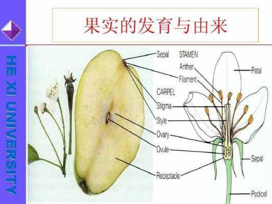 果实的发育过程一（果实的发育过程一共有几个）-图1