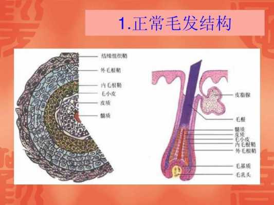 毛发的形成过程（毛发的形成和结构）-图1