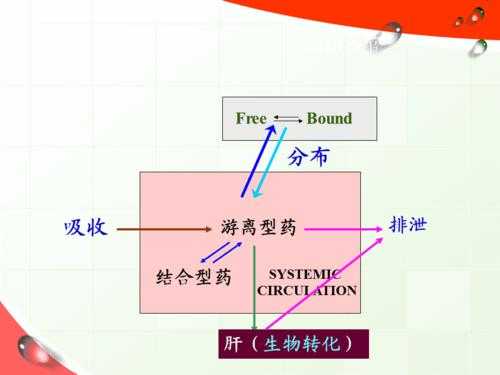 药物代谢动力过程（药物代谢动力学的基本规律）-图3