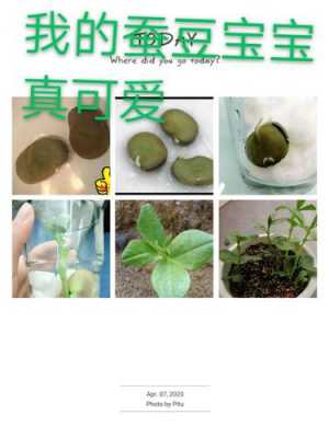 蚕豆观察过程（蚕豆观察结果）-图2