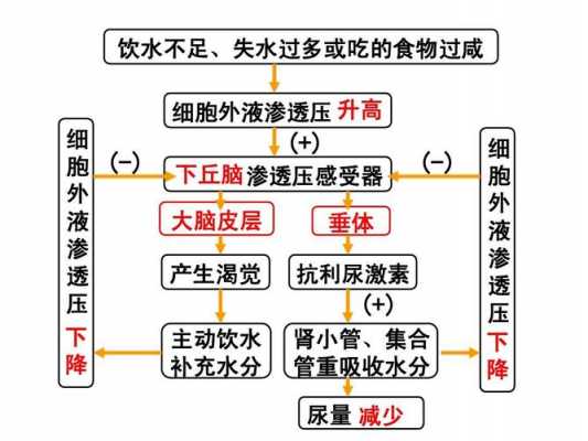 水盐调节的过程（水盐调节的过程包括）-图1