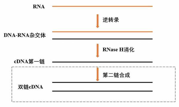 酶的合成过程（酶的合成过程中一定会发生基因的转录吗）-图3