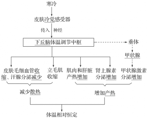 体温调节过程大题（体温调节例题）-图3