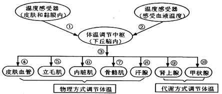 体温调节过程大题（体温调节例题）-图2