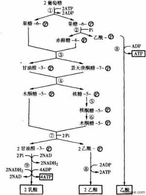 异型乳酸发酵过程（异型乳酸发酵是hmp还是pk）-图2