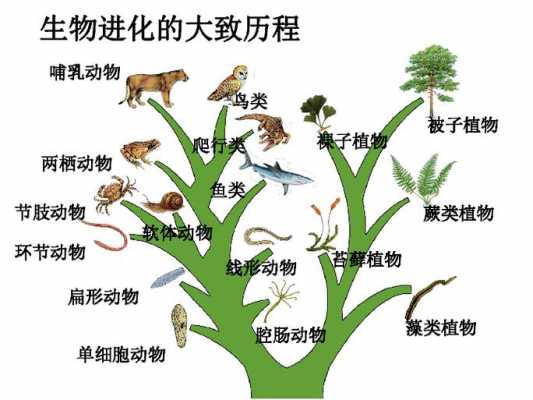 生物进化过程实验（生物进化实例）-图2