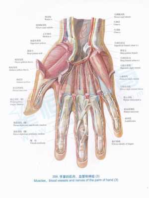 解剖手的基本过程（解剖手图片）-图1