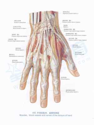 解剖手的基本过程（解剖手图片）-图3