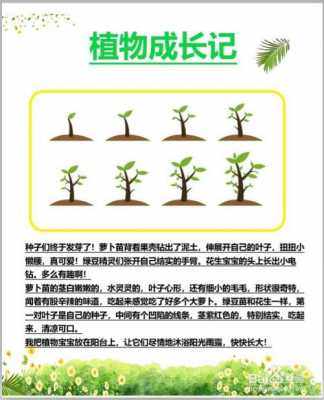 植物的过程摘抄（关于植物的过程）-图1