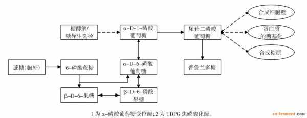 多糖合成过程（多糖的合成反应式）-图2