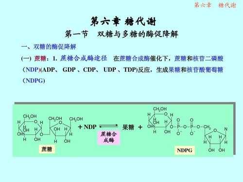 多糖合成过程（多糖的合成反应式）-图3