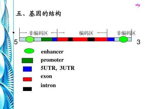 基因编码肽链过程（基因突变后,其编码的多肽链可能变长）-图3