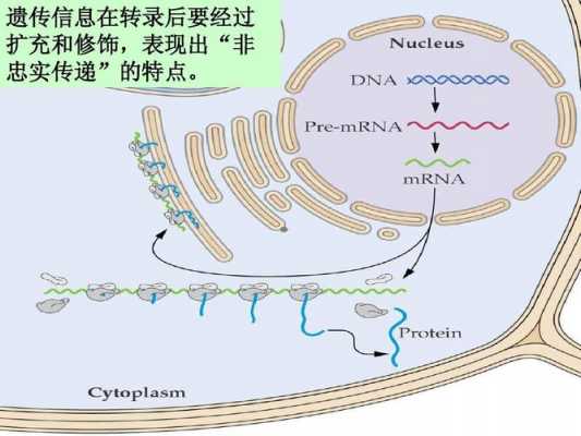 转录与翻译的过程（转录翻译的过程动画）-图3