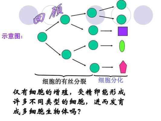 发育过程是细胞分化的过程（细胞发育阶段分为）-图3