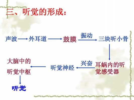 ting觉的形成过程（听觉的形成过程视频动画）-图3