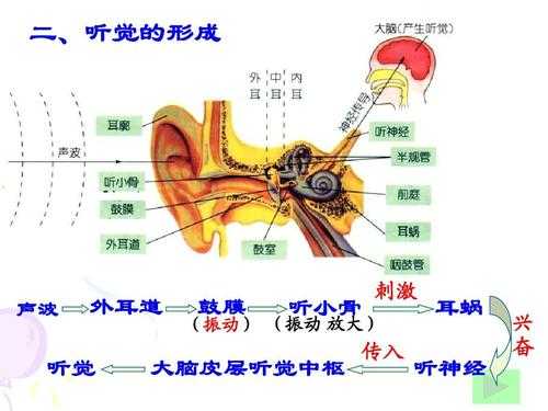 ting觉的形成过程（听觉的形成过程视频动画）-图2