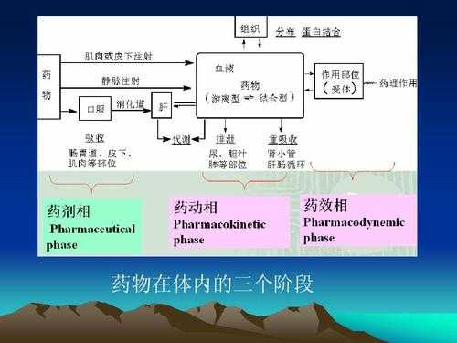 药物在体内基本过程（药物在体内过程包括哪四部分）-图1