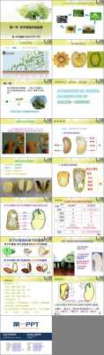 配子形成幼苗过程（配子形成过程ppt）-图2