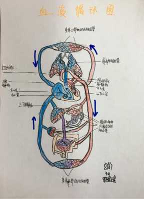 血液循环的过程示意图（血液循环过程图和文字介绍）-图1
