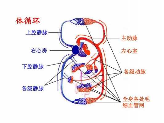 血液循环的过程示意图（血液循环过程图和文字介绍）-图2