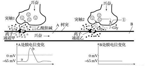 建立新突触的过程（新的突触的建立）-图1