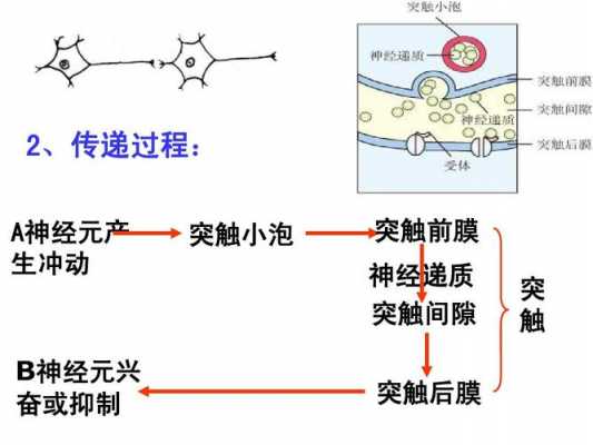 建立新突触的过程（新的突触的建立）-图2