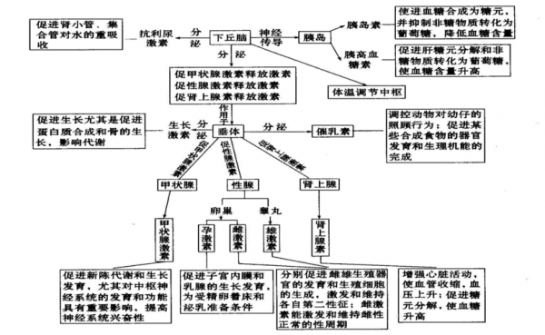 激素调节过程图.（激素调节的过程示意图）-图3