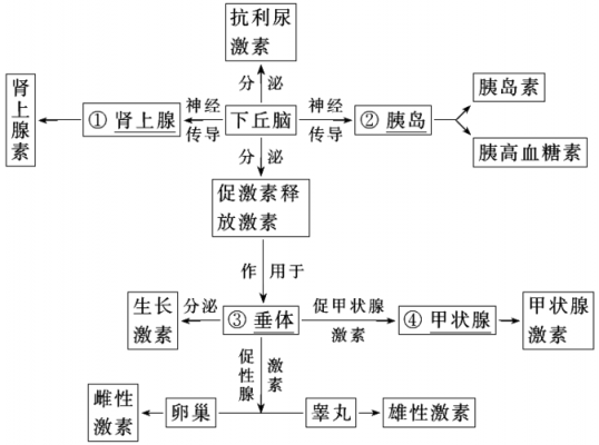 激素调节过程图.（激素调节的过程示意图）-图1