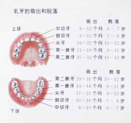 儿童换乳牙的过程（儿童换乳牙的过程图片）-图2