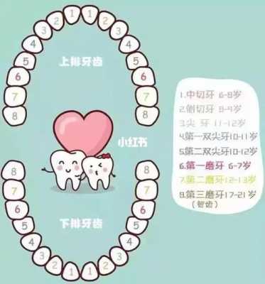 儿童换乳牙的过程（儿童换乳牙的过程图片）-图1