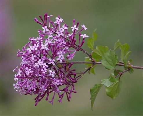 丁香花过程（丁香花要怎么写）-图3