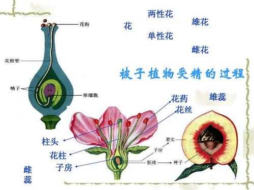 被子植物开花过程（被子植物开花后,要完成两个重要过程才能结果）-图1