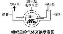 细胞交换氧气的过程（细胞器之间的气体交换）-图3