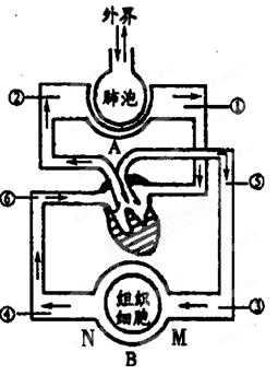 细胞交换氧气的过程（细胞器之间的气体交换）-图1