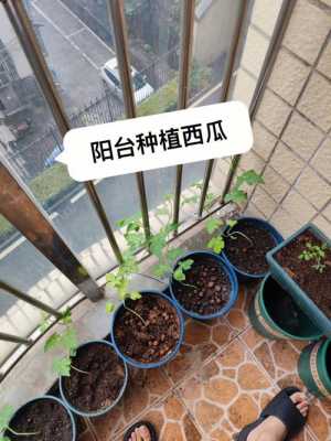 西瓜的发芽过程日记（西瓜发芽记录表）-图2