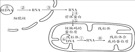 真核细胞生产蛋白过程（真核细胞生产蛋白过程图解）-图3