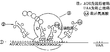 真核细胞生产蛋白过程（真核细胞生产蛋白过程图解）-图1