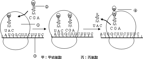 真核细胞生产蛋白过程（真核细胞生产蛋白过程图解）-图2