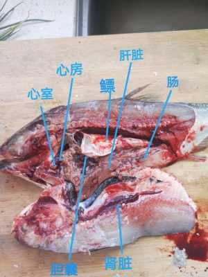鱼解剖过程（解剖鱼的步骤结果分析）-图3
