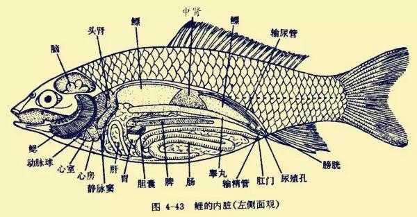 鱼解剖过程（解剖鱼的步骤结果分析）-图2