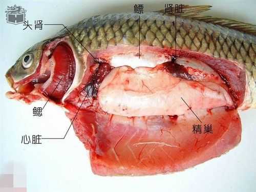鱼解剖过程（解剖鱼的步骤结果分析）-图1