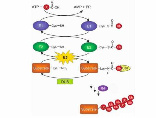 泛素化过程（泛素化过程的三种酶）-图1
